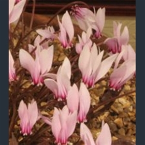 Picture of Cyclamen africanum