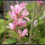 Picture of Francoa sonchifolia 'Pink Giant'