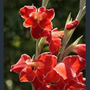 Picture of Gladiolus 'Atom'