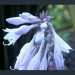 Picture of Hosta 'Blue Angel'
