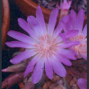 Picture of Lewisia rediviva dark pink flowered