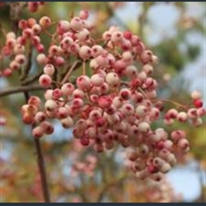 Picture of Sorbus bulleyana
