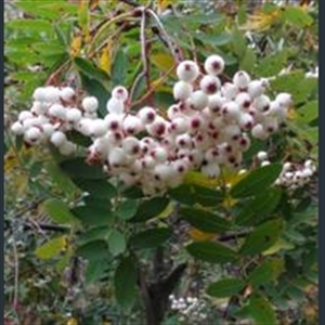 Picture of Sorbus forrestii