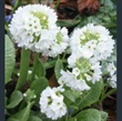 Picture of Primula denticulata