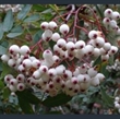 Picture of Sorbus forrestii