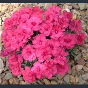 Picture of Dianthus 'Annette'