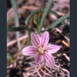 Picture of Lewisia pygmaea