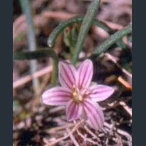 Picture of Lewisia pygmaea