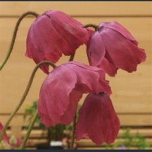 Picture of Meconopsis x cookei 'Old Rose'