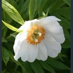 Picture of Paeonia 'Late Windflower'