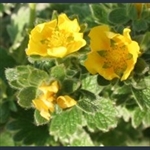 Picture of Potentilla aff. polyphylla ex