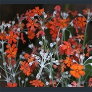 Picture of Primula cockburniana orange