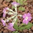Picture of Primula rupicola