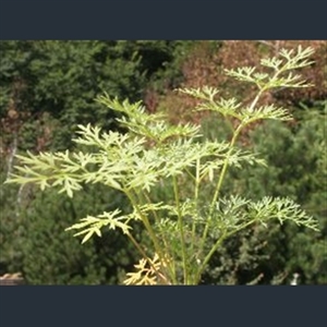 Picture of Selinum wallichianum