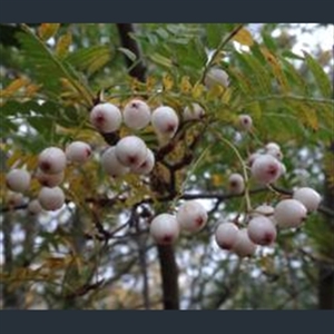 Picture of Sorbus hughmcallisteri