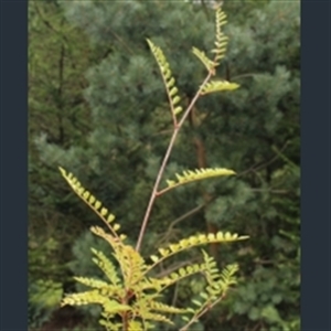 Picture of Sorbus cf. vilmorinii