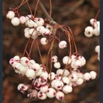 Picture of Sorbus aff. vilmorinii