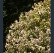 Picture of Daphne wolongensis 'Kevock Star'