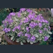 Picture of Primula marginata 'Caerulea'