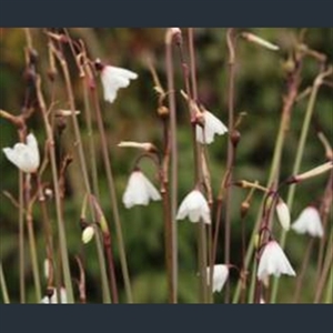 Picture of Acis autumnalis 'September Snow'