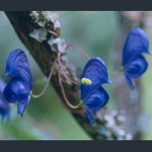Picture of Aconitum hemsleyanum var. unguiculatum