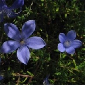 Picture of Cyananthus microphyllus