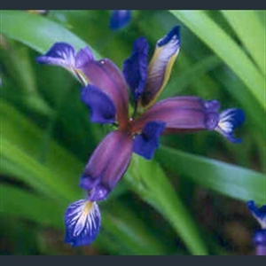 Picture of Iris graminea
