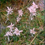 Picture of Leontopodium nivale subsp. alpinum