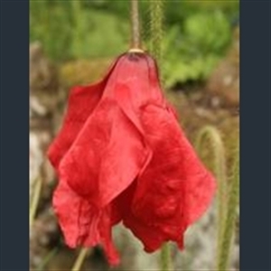 Picture of Meconopsis punicea