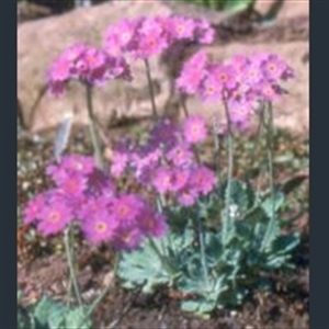 Picture of Primula darialica