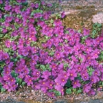 Picture of Primula juliae