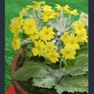 Picture of Primula x kewensis