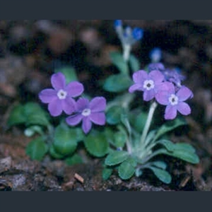 Picture of Primula minor
