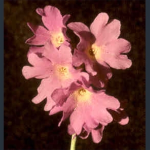 Picture of Primula munroi