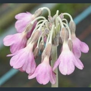 Picture of Primula waltonii hybrids
