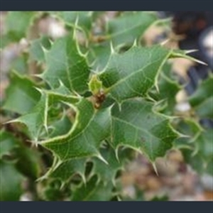 Picture of Quercus coccifera SDR8261