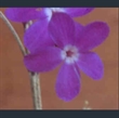 Picture of Primula minor