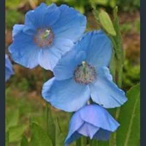 Picture of Meconopsis 'Bobby Masterton'