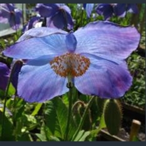 Picture of Meconopsis 'Huntfield'