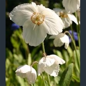 Picture of Meconopsis 'Marit'