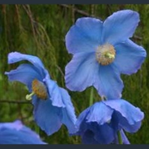 Picture of Meconopsis 'Mop-head'