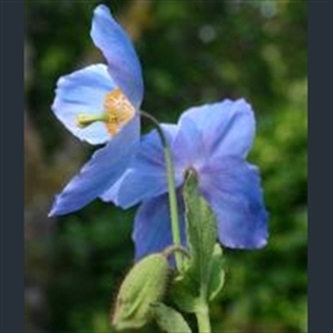 Picture of Meconopsis 'Stewart Annand'