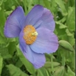 Picture of Meconopsis 'Huntfield'