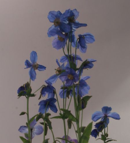 gdnscot09-8.jpg