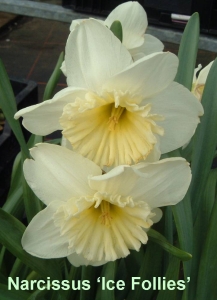 narcissus_ice_follies300.jpg