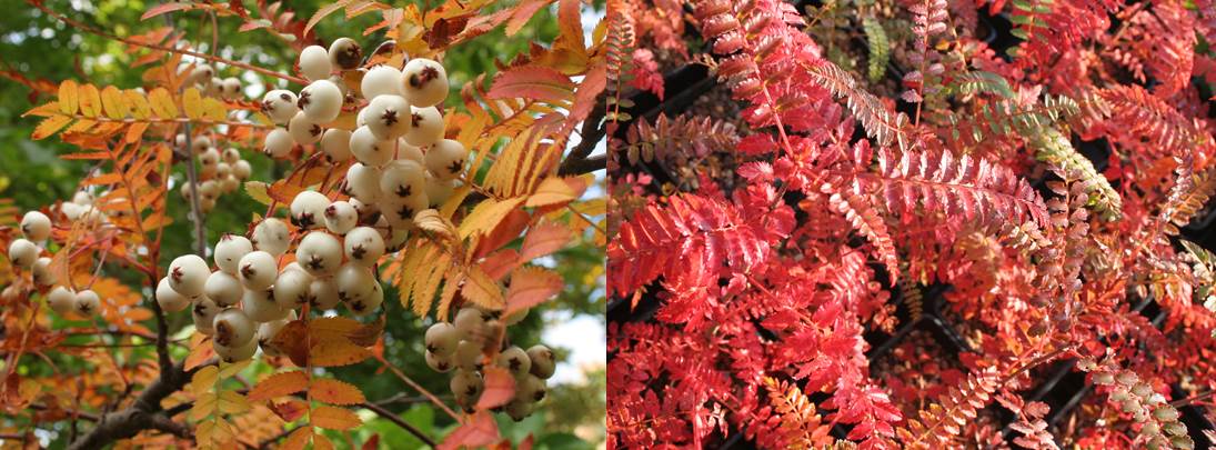 SorbusFoliage.jpg