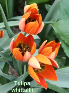 tulipa_whittallii300.jpg