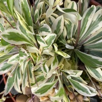 Buy Arabis procurrens 'Variegata'
