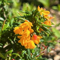 Buy Lonicera crassifolia 'Little Honey'