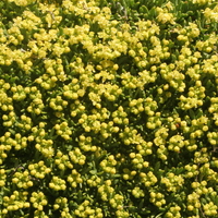 Azorella trifurcata